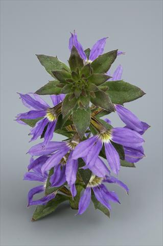 Foto de variedad de flores para ser usadas como: Maceta, planta de temporada, patio Scaevola aemula Surdiva Blue