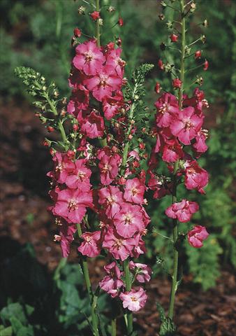Foto de variedad de flores para ser usadas como: Planta de temporada / borde del macizo Verbascum phoeniceum Rosetta