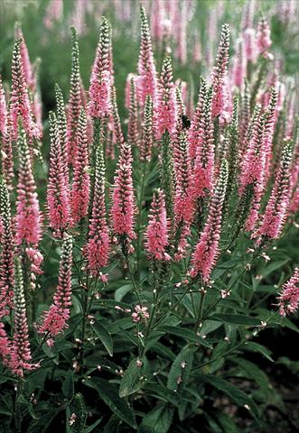 Foto de variedad de flores para ser usadas como: Planta de temporada / borde del macizo Veronica longifolia Pink Shades