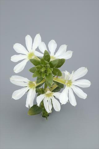 Foto de variedad de flores para ser usadas como: Maceta, patio, Tarrina de colgar Scaevola aemula Surdiva White