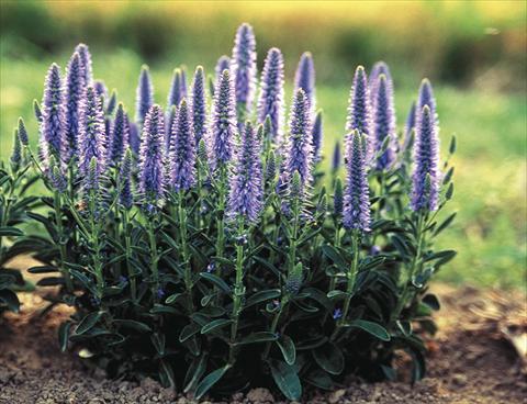Foto de variedad de flores para ser usadas como: Planta de temporada / borde del macizo Veronica spicata Nana Blauteppich (Blue Carpet)