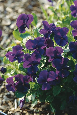 Foto de variedad de flores para ser usadas como: Planta de temporada / borde del macizo Viola cornuta Ulla