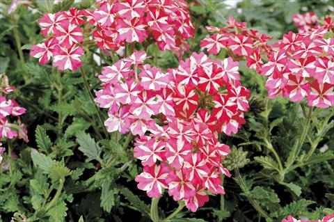 Foto de variedad de flores para ser usadas como: Maceta, planta de temporada, patio Verbena Liga® Atletico