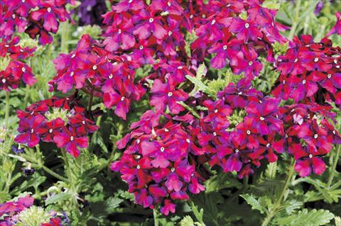 Foto de variedad de flores para ser usadas como: Maceta, planta de temporada, patio Verbena Liga® Barça