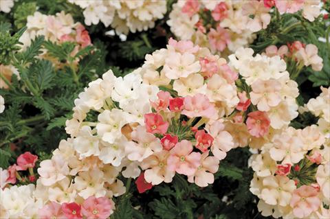 Foto de variedad de flores para ser usadas como: Maceta y planta de temporada Verbena Shangri-La® Peach Scented
