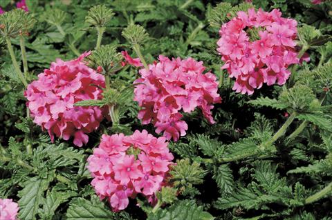Foto de variedad de flores para ser usadas como: Maceta y planta de temporada Verbena Shangri-La® Rose Scented