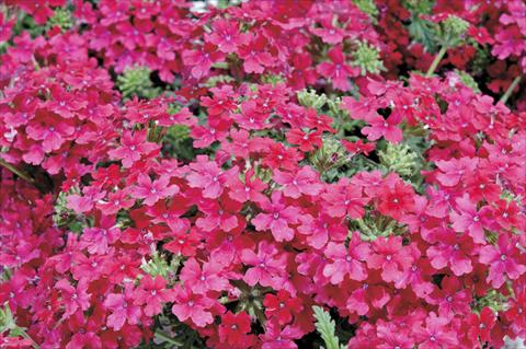 Foto de variedad de flores para ser usadas como: Maceta, planta de temporada, patio Verbena Liga® Valencia