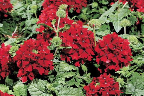 Foto de variedad de flores para ser usadas como: Maceta y planta de temporada Verbena Shangri-La® Scarlet