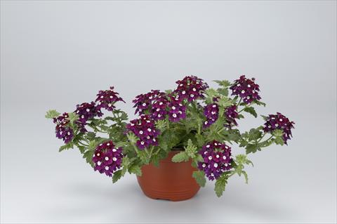 Foto de variedad de flores para ser usadas como: Patio, Tarrina de colgar Verbena hybrida Temari® Burgundy Eye