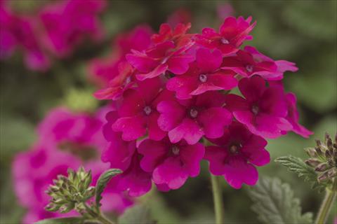 Foto de variedad de flores para ser usadas como: Maceta, planta de temporada, patio Verbena Lanai® Raspberry