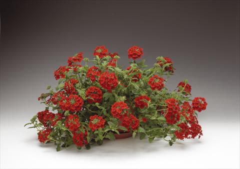 Foto de variedad de flores para ser usadas como: Maceta, planta de temporada, patio Verbena Lanai® Early Scarlet