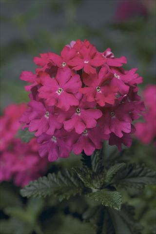 Foto de variedad de flores para ser usadas como: Maceta, planta de temporada, patio Verbena Lanai® Hot Pink