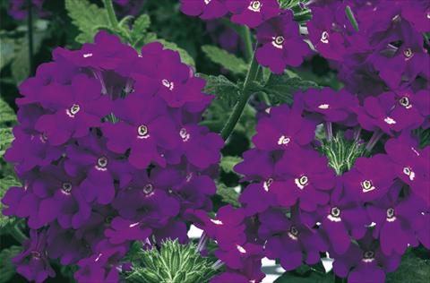 Foto de variedad de flores para ser usadas como: Maceta, planta de temporada, patio Verbena Lanai® Blue