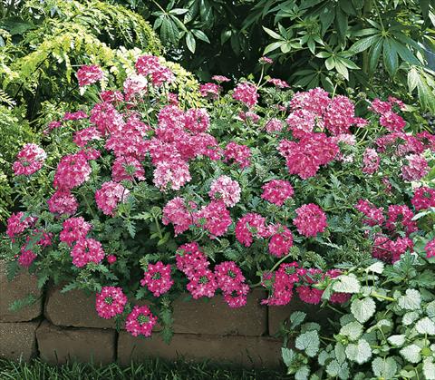 Foto de variedad de flores para ser usadas como: Maceta, planta de temporada, patio Verbena Lanai® Bright Pink