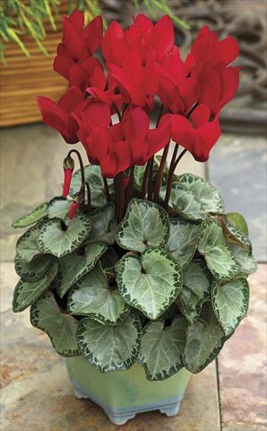 Foto de variedad de flores para ser usadas como: Maceta y planta de temporada Cyclamen persicum SilverHeart Scarlet