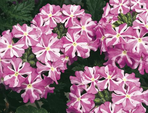 Foto de variedad de flores para ser usadas como: Maceta, planta de temporada, patio Verbena Lanai® Lavender Sta