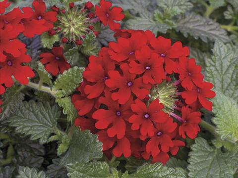 Foto de variedad de flores para ser usadas como: Maceta, planta de temporada, patio Verbena Lanai® Red