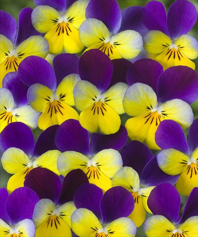 Foto de variedad de flores para ser usadas como: Maceta o Tarrina de colgar Viola x williamsii F.1 Carpet Antique Purple Yellow F1