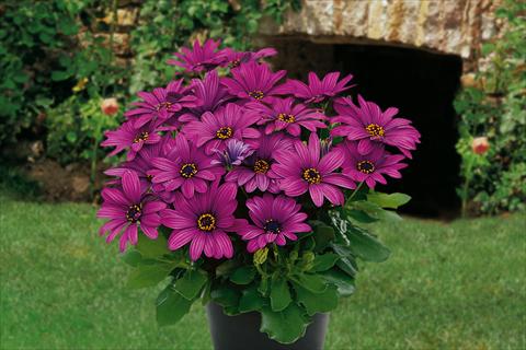 Foto de variedad de flores para ser usadas como: Maceta, planta de temporada, patio Osteospermum Springstar Magenta