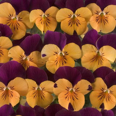 Foto de variedad de flores para ser usadas como: Maceta o Tarrina de colgar Viola x williamsiana Floral Power Orange Red Wing F1
