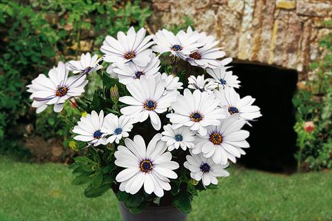 Foto de variedad de flores para ser usadas como: Maceta, planta de temporada, patio Osteospermum Springstar White
