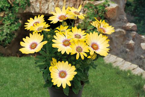 Foto de variedad de flores para ser usadas como: Maceta, planta de temporada, patio Osteospermum Springstar Yellow