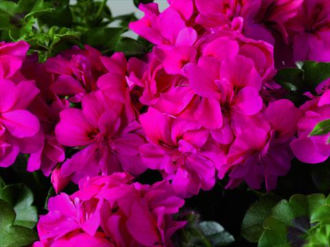 Foto de variedad de flores para ser usadas como: Patio, Maceta Pelargonium zonale Starbright India