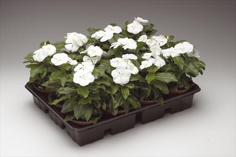 Foto de variedad de flores para ser usadas como: Maceta y planta de temporada Catharanthus roseus - Vinca Sunstorm© Pure White