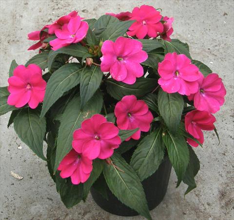 Foto de variedad de flores para ser usadas como: Maceta y planta de temporada Impatiens N. Guinea SunPatiens® Compact Magenta