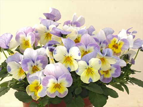 Foto de variedad de flores para ser usadas como: Maceta y planta de temporada Viola cornuta Caramel Innocence Angelo