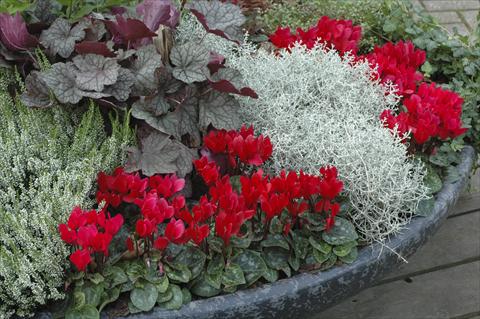 Foto de variedad de flores para ser usadas como: Patio, Maceta Cyclamen persicum Super Serie® Mini Winter™ F1 Red