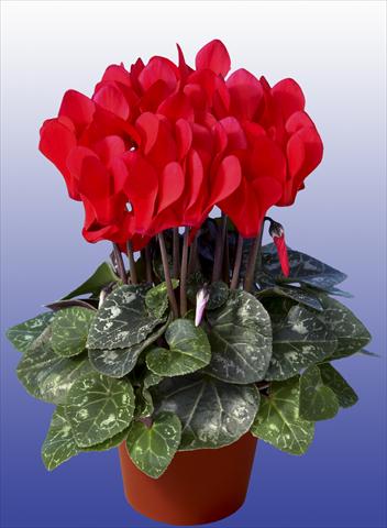 Foto de variedad de flores para ser usadas como: Maceta Cyclamen persicum Super Serie® Mini Winter™ F1 Red