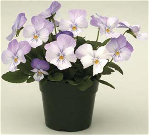 Foto de variedad de flores para ser usadas como: Maceta y planta de temporada Viola cornuta Velocity Baby Blue