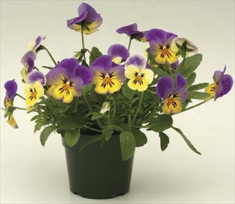 Foto de variedad de flores para ser usadas como: Maceta y planta de temporada Viola cornuta Velocity Lemon
