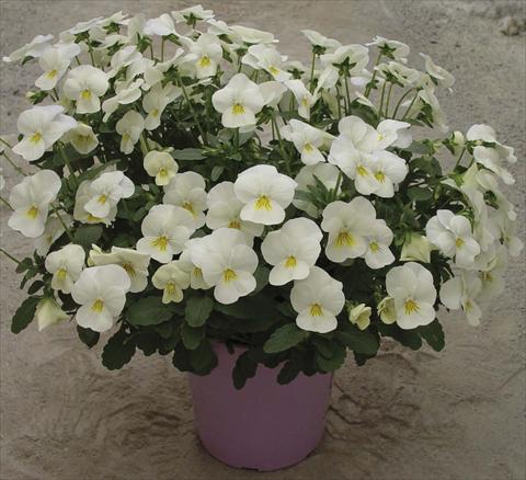 Foto de variedad de flores para ser usadas como: Maceta y planta de temporada Viola cornuta Velocity White