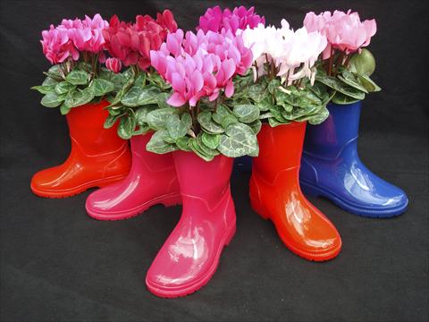 Foto de variedad de flores para ser usadas como: Maceta, patio, Tarrina de colgar Cyclamen persicum Super Serie® Verano® F1 Boots