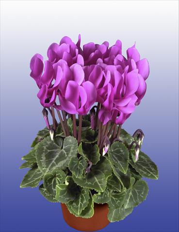 Foto de variedad de flores para ser usadas como: Maceta, patio, Tarrina de colgar Cyclamen persicum Super Serie® Verano® F1 Light Violet