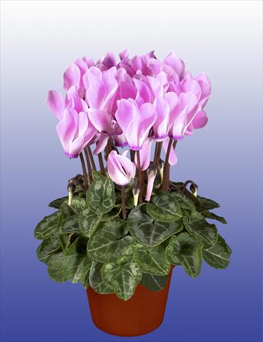 Foto de variedad de flores para ser usadas como: Maceta, patio, Tarrina de colgar Cyclamen persicum Super Serie® Verano® F1 Neon Flamed