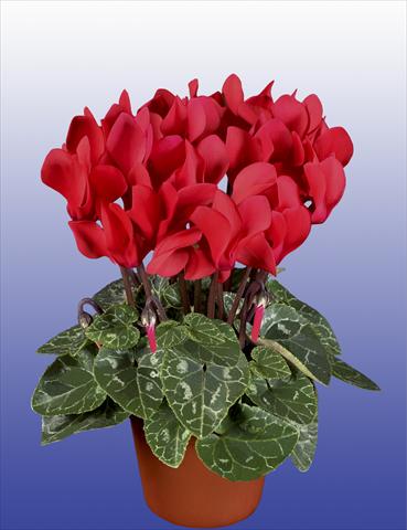 Foto de variedad de flores para ser usadas como: Maceta, patio, Tarrina de colgar Cyclamen persicum Super Serie® Verano® F1 Red