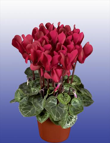 Foto de variedad de flores para ser usadas como: Maceta, patio, Tarrina de colgar Cyclamen persicum Super Serie® Verano® F1 Wine Red