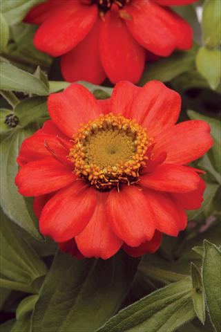 Foto de variedad de flores para ser usadas como: Maceta y planta de temporada Zinnia marylandica Zahara Scarlet