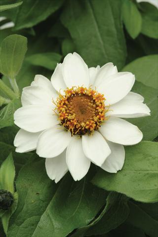 Foto de variedad de flores para ser usadas como: Maceta y planta de temporada Zinnia marylandica Zahara White