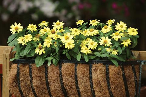 Foto de variedad de flores para ser usadas como: Maceta o cesta de trasplante Zinnia elegans Zahara Yellow