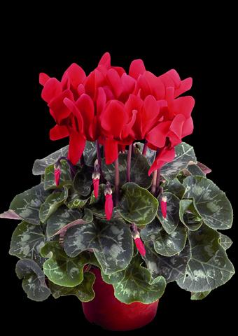 Foto de variedad de flores para ser usadas como: Maceta Cyclamen persicum Super Serie® XL® F1 Wine Red