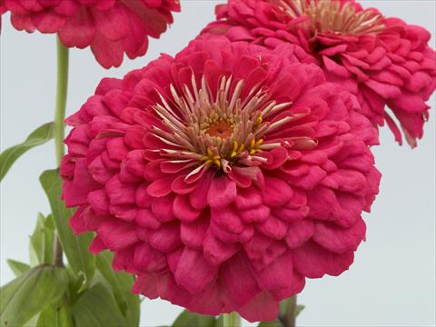 Foto de variedad de flores para ser usadas como: Planta de temporada / borde del macizo Zinnia elegans Eldorado rose