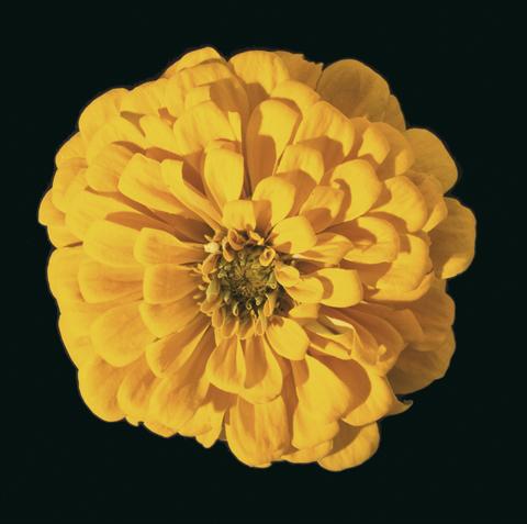 Foto de variedad de flores para ser usadas como: Planta de temporada / borde del macizo Zinnia elegans Eldorado Yellow