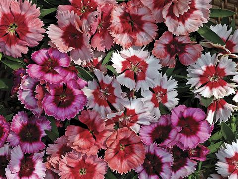 Foto de variedad de flores para ser usadas como: Maceta y planta de temporada Dianthus chinensis Super Parfait Mix