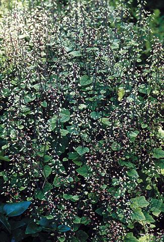 Foto de variedad de flores para ser usadas como: Planta de temporada / borde del macizo Tiarella polyphylla Filigran