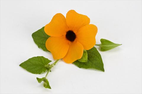 Foto de variedad de flores para ser usadas como: Maceta, patio, Tarrina de colgar Thumbergia alata Orange