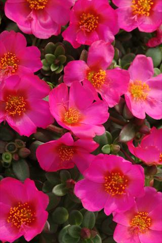 Foto de variedad de flores para ser usadas como: Maceta y planta de temporada Portulaca Toucan Fuchsia
